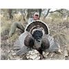 Image 2 : Gould's Turkey in Old Mexico