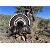 Image 3 : Gould's Turkey in Old Mexico