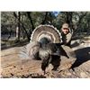 Image 4 : Gould's Turkey in Old Mexico