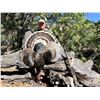 Image 6 : Gould's Turkey in Old Mexico