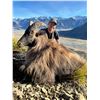 Image 2 : 5 day New Zeeland Hunt for Tahr or Chamois