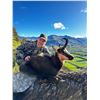 Image 3 : 5 day New Zeeland Hunt for Tahr or Chamois