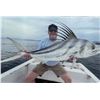 Image 1 : ROOSTERFISH - BLUE MARLIN - SAIL FISH