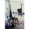 Image 2 : ROOSTERFISH - BLUE MARLIN - SAIL FISH