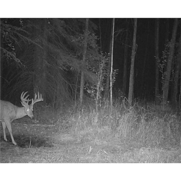 Velvet Archery Hunt for 1