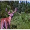 Image 2 : Velvet Archery Hunt for 1