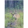 Image 6 : Velvet Archery Hunt for 1
