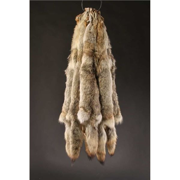 Coyote Pelt to raise funds for Special Olympics