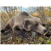 Image 10 : Guided Grizzly and Caribou combo for 2 hunters in the ANWR