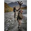 Image 3 : Guided Grizzly and Caribou combo for 2 hunters in the ANWR