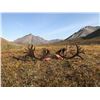 Image 4 : Guided Grizzly and Caribou combo for 2 hunters in the ANWR