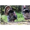 Image 3 : Rio Grande Turkey Hunt for Two in Texas