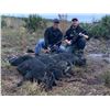 Image 4 : Florida Gator & Hog Hunt Combo for 1