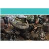 Image 1 : AUSTRALIA BUFFALO HUNT FOR 2 HUNTERS, INLCUDING BUFFALO COW AND WILDBOAR
