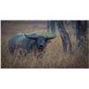 Image 2 : AUSTRALIA BUFFALO HUNT FOR 2 HUNTERS, INLCUDING BUFFALO COW AND WILDBOAR