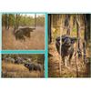 Image 3 : AUSTRALIA BUFFALO HUNT FOR 2 HUNTERS, INLCUDING BUFFALO COW AND WILDBOAR