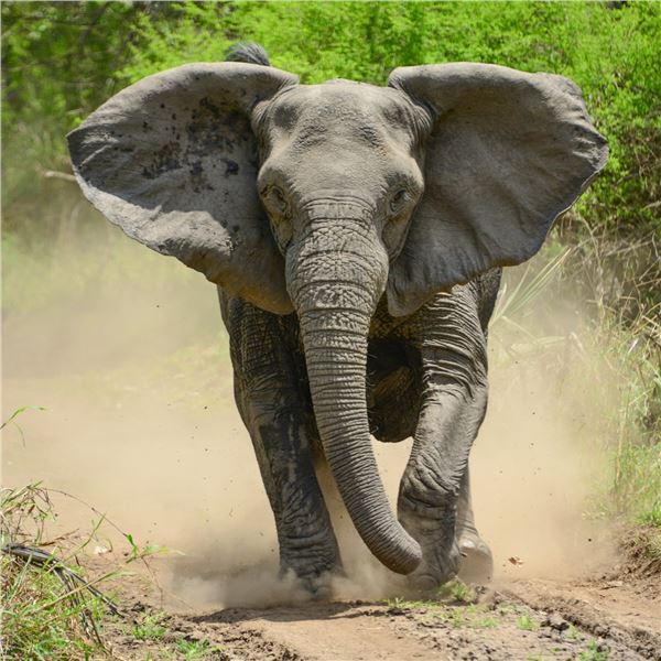 Seven Day Elephant Safari in Zimbabwe