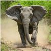 Image 1 : Seven Day Elephant Safari in Zimbabwe