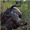 Image 3 : Seven Day Elephant Safari in Zimbabwe