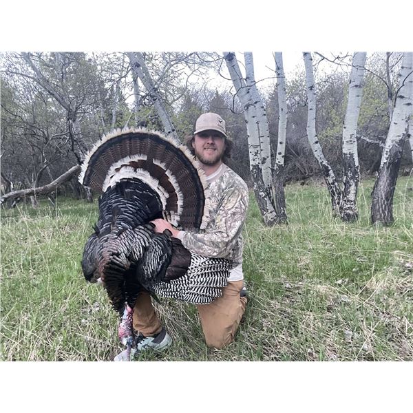Two-Day Merriam's Turkey Hunt in Wyoming