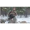 Image 3 : Two-Day Merriam's Turkey Hunt in Wyoming
