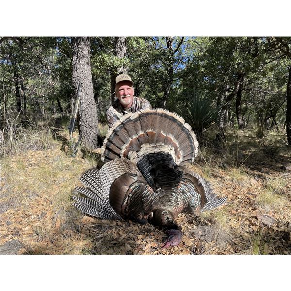 Goulds Turkey in Old Mexico