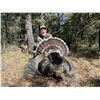 Image 1 : Goulds Turkey in Old Mexico