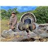 Image 2 : Goulds Turkey in Old Mexico