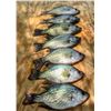 Image 6 : Crappie Fishing for Two with Tony Sheppard