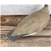 Image 3 : John Albert Lundgren Canvas Goose Decoy