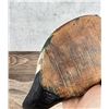 Image 6 : Antique Wood Duck Decoy