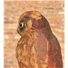 Image 5 : Paper Mache Great Horned Owl Hunting Decoy