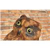 Image 7 : Paper Mache Great Horned Owl Hunting Decoy