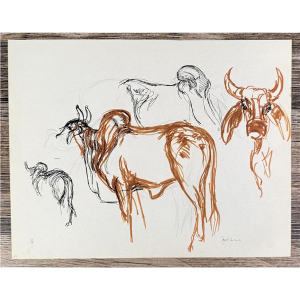 Janet Elizabeth Turner Brahman Bull Sketch