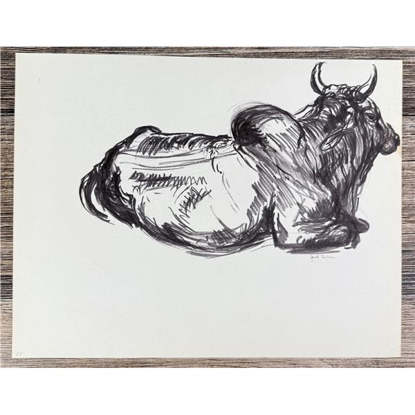 Janet Elizabeth Turner Brahman Bull Sketch