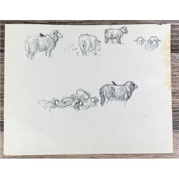 Janet Elizabeth Turner Sheep Sketch