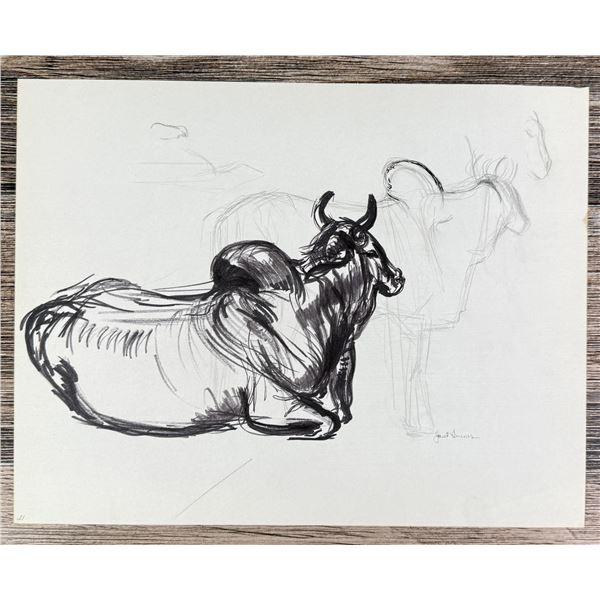 Janet Elizabeth Turner Brahman Bull Sketch