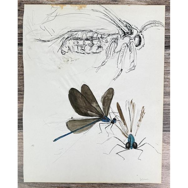 Janet Elizabeth Turner Dragonfly Moth Painting