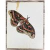 Janet Elizabeth Turner Moth Watercolor Painting