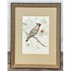 Ron Jenkins Cedar Waxwing Watercolor Painting