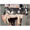 Signed Folk Art Holstein Bull Wood Cow Carving