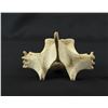 Image 5 : Alaskan Inuit Eskimo Whalebone Vertebrae Carving