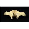 Image 3 : Alaskan Inuit Eskimo Whalebone Vertebrae Carving