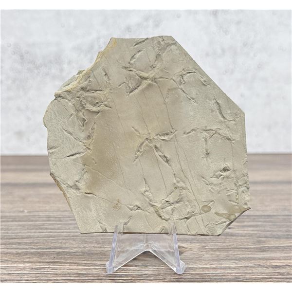 Green River Bird Tracks Fossil Footprints