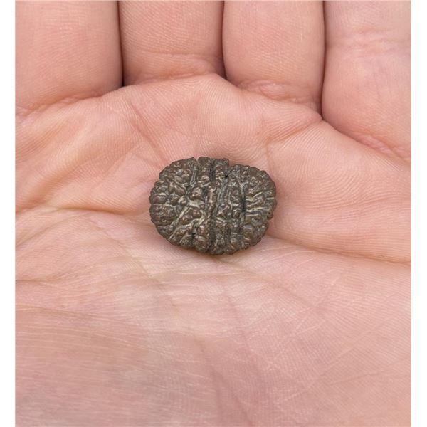 Prophesy Stone Pseudomorph Mineral Specimen