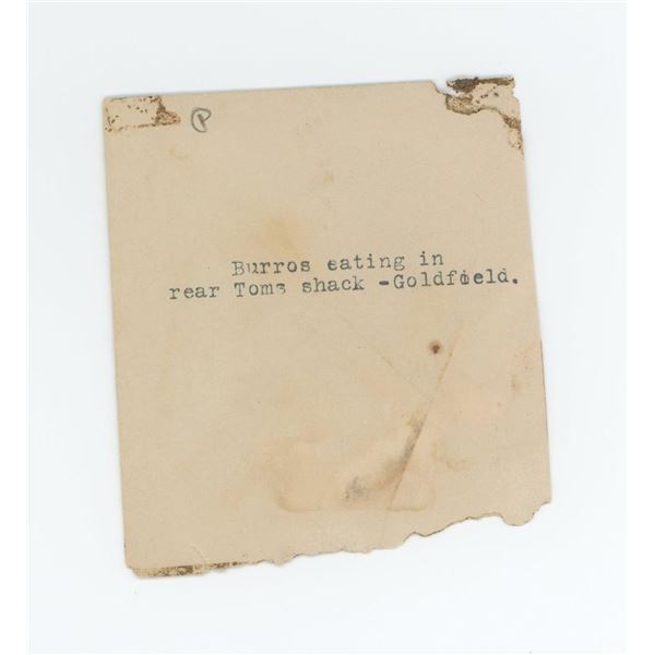 Burros Eating Goldfield Nevada Photo Negative