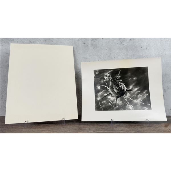 Ruth Bernhard Star Shell Silver Gelatin Photo