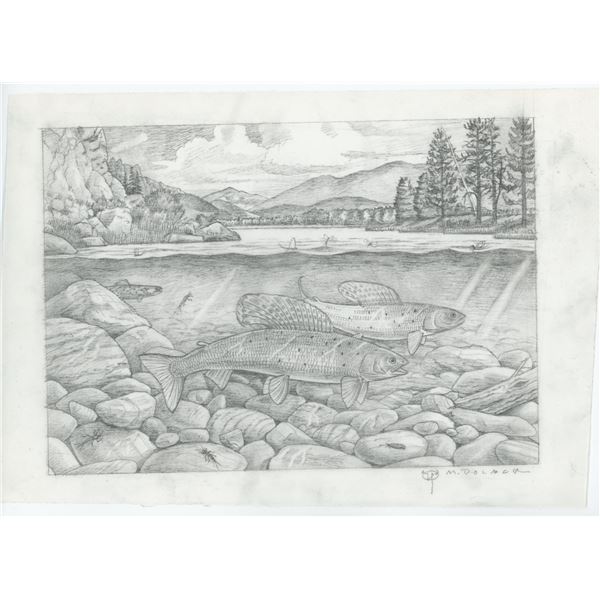 Monte Dolack Montana Grayling Study