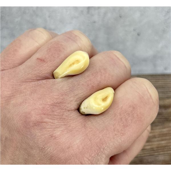 Montana Bull Elk Teeth