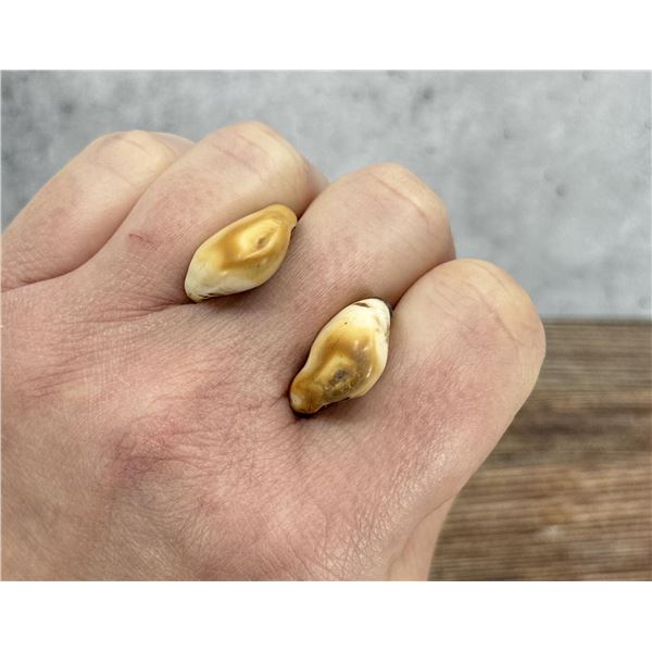 Montana Bull Elk Teeth